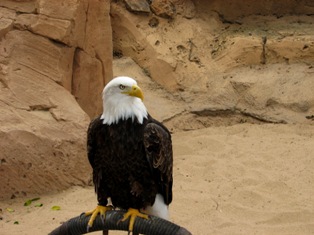 bald eagle picture