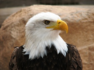 bald eagle picture