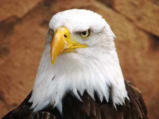 bald eagle picture