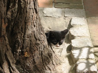 cat picture