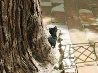 cat picture