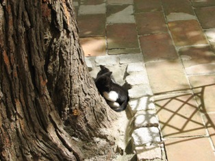 cat picture