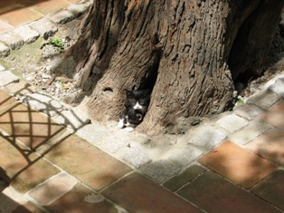 cat picture
