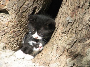 cat picture