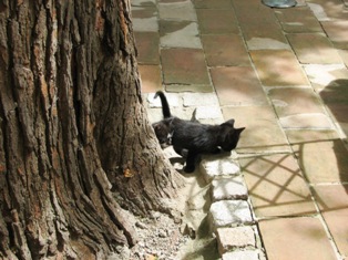 cat picture