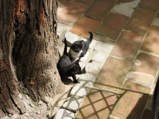 cat picture