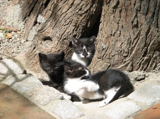 cat picture