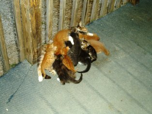 cat picture