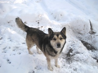 dog picture