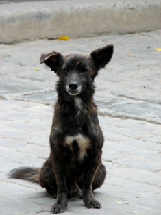 dog picture
