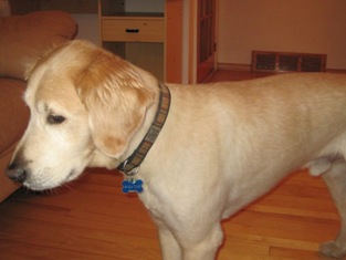 free dogs pictures
