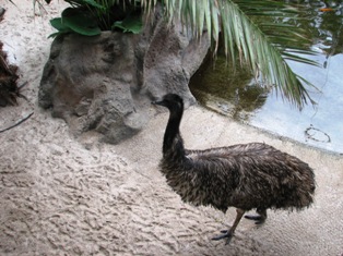 emu picture