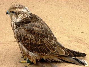 falcon picture