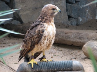 falcon picture