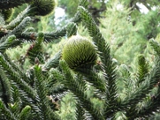 Free Araucaria Pictures