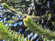Free Araucaria Pictures