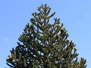 Free Araucaria Pictures