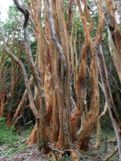Free Arrayanes Pictures