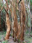 Free Arrayanes Pictures