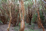 Free Arrayanes Pictures