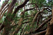 Free Arrayanes Pictures