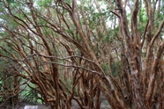 Free Arrayanes Pictures
