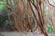 Free Arrayanes Pictures