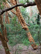 Free Arrayanes Pictures