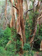 Free Arrayanes Pictures