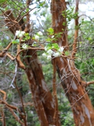 Free Arrayanes Pictures