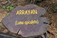 Free Arrayanes Pictures