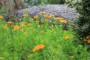 Free Arrayanes Pictures