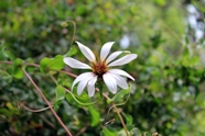 Free Arrayanes Pictures