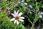 Free Arrayanes Pictures