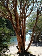 Free Arrayanes Pictures