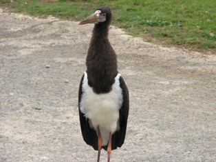 bird picture