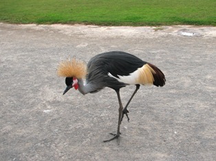 crane picture