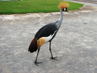 crane 
picture