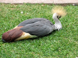crane picture