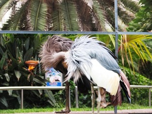 bird picture