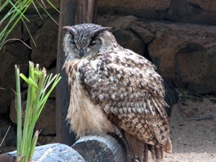 bird picture