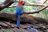 Free Macaws Pictures