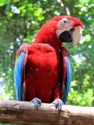 Free Macaws Pictures
