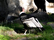 Free Andean Condors Pictures