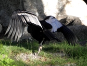 Free Andean Condors Pictures