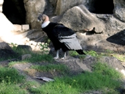 Free Andean Condors Pictures
