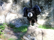 Free Andean Condors Pictures
