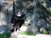 Free Andean Condors Pictures