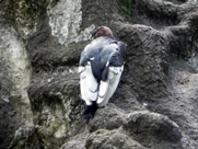 Free Andean Condors Pictures