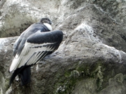 Free Andean Condors Pictures